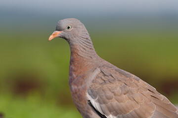 Common wood pigeon. Juvenile bird. Columba palumbus