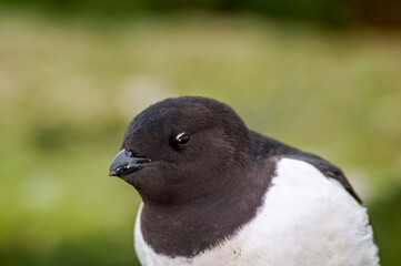 Dovekie (Alle alle) at least auklet colony in St. George Island, Alaska, USA