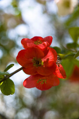 赤い木瓜(ボケ)の花アップ