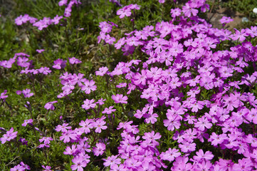 ピンクの芝桜の群生