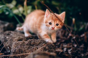 Curious and shy little red cat. Small fluffy striped red kitten for the first time on a walk in nature.