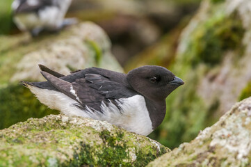 Dovekie (Alle alle) and Least Auklets (Aethia pusilla) at least auklet colony, St. George Island, Alaska, USA