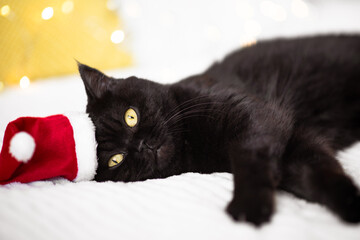 Christmas cat in Santa hat lies on a white bad and looks at the camera, portrait, close up