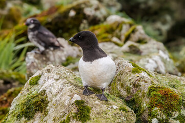 Dovekie (Alle alle) and Least Auklets (Aethia pusilla) at least auklet colony, St. George Island, Alaska, USA
