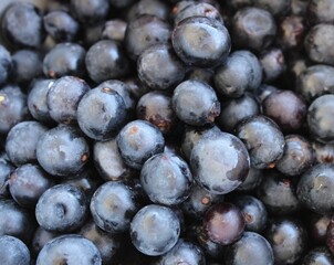 close up of black grapes