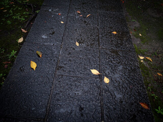 雨の日の神社の参道　10月