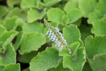 Branch of Mexican Mint or Coleus amboinicus flowers blooming on bunch and light green leaves. Another name is Cuban Oregano, Indian Borage, Mexican Thyme, Spanish Thyme.