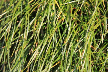 Fototapeta premium 細い葉の植物