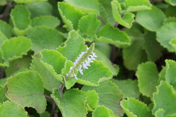 Branch of Mexican Mint or Coles amboinicus flowers blooming on branch. Another name is Cuban...