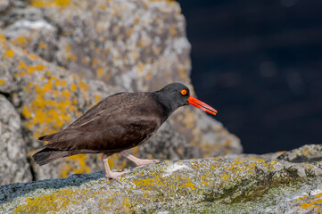 Black Oystercatcher (Haematopus bachmani) at Chowiet Island, Semidi Islands, Alaska, USA