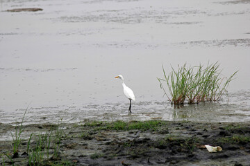 White Indian Crane Bird standing in water 