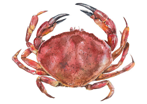 Watercolor illustration of a crab on a white background