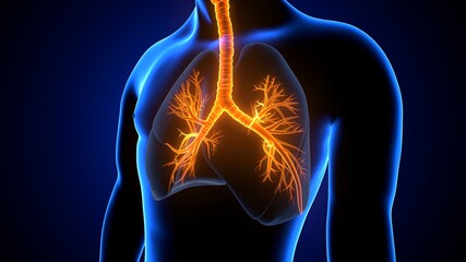 3d illustration human respiratory system lungs anatomy