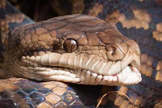 Close-up of python snake