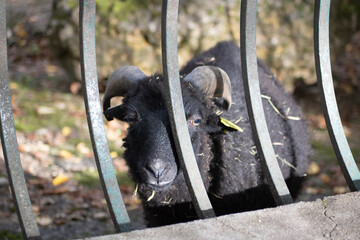 bouc