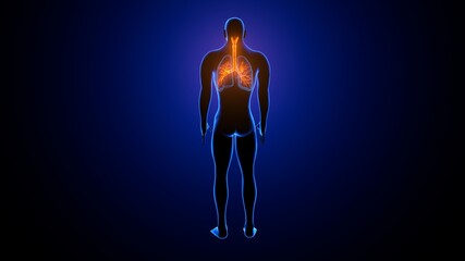 3d illustration human respiratory system lungs anatomy