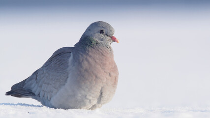 Stock dove. Bird in winter on snow. Columba oenas