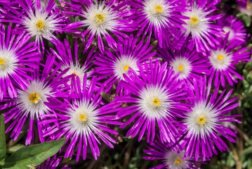 Starburst Ice Plant (Delosperma floribunda) in garden