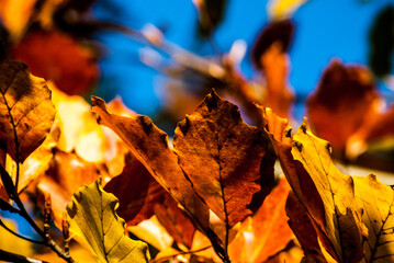 Autumn Leaves