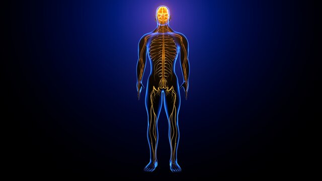 3d illustration of male human body skeleton with brain nerves system anatomy

