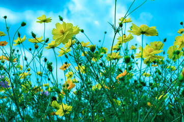 Fototapeta na wymiar Blooming cosmos flower in the garden with blue sky background
