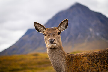 llama in the mountains