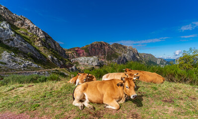 Fototapeta na wymiar Cows on the ground on top of the mountain with clear sky