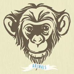 Hand drawn portrait of  monkey chimpanzee.