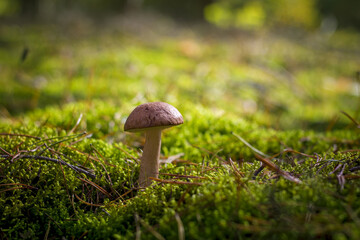 boletus mushroom grows in moss forest