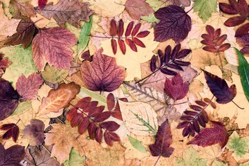 Colorful autumn leaves composition. Tree leaf pattern. Fall season beautiful nature background