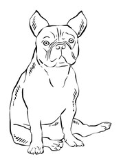 Hand drawn illustrations of a dog, detailed vector clip art isolated on white background.