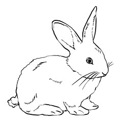 Hand drawn illustrations of a rabbit, detailed vector clip art isolated on white background.