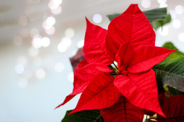 Poinsettia red flower with cold white bokeh background