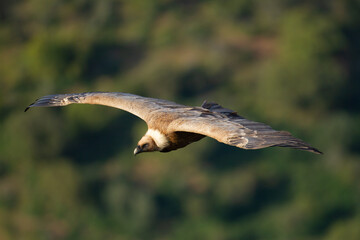 Buitre leonado (Gyps fulvus), volando en el Parque Nacional de Monfragüe (España).