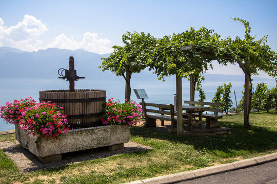 Vineyards in Lavaux region, Switzerland