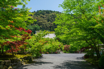 Obraz premium 京都 永観堂の新緑