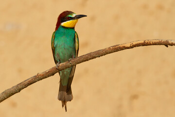 Abejaruco (Merops apiaster), ave de colores posada sobre fondo naranja.