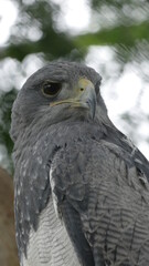 Aguja, Blaubussard oder Kordillerenadler, Geranoaetus melanoleucus. Ecuador. - Er bewohnt in Südamerika offene und halboffene Landschaften und besiedelt Bergregionen bis in Höhen von 3000 Metern.