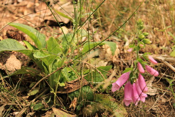 Pink flowers by the wayside