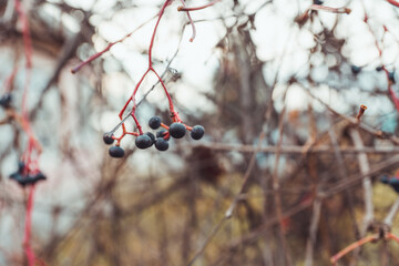 Red Parthenocissus tricuspidata (Virginia creeper) with berries in autumn's morning. Selective focus. Shallow depth of field.