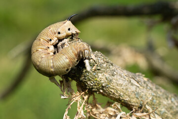 Chenille de Spinx du liseron ( Agrius convolvuli) 