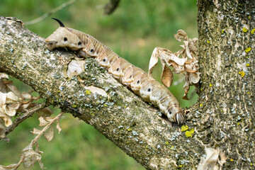 Chenille de Spinx du liseron ( Agrius convolvuli) vue à Rignat dans l'Ain, France