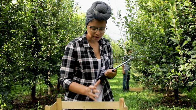 Young female african american farmer examining quality of pears after piking in orchard.