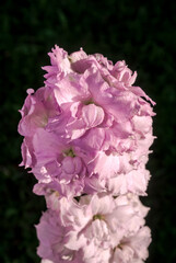 Candle Larkspur (Delphinium x elatum) in garden
