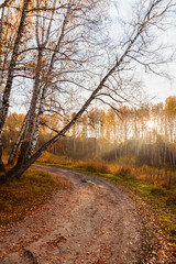 Beautiful sunrise in autumn birch forest. Autumn landscape.