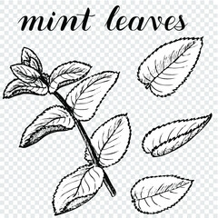 Mint leaves. Vector illustration of spices. Hand drawn sketch of pepper mint plant. Black and white on a transparent background. Coloring book	