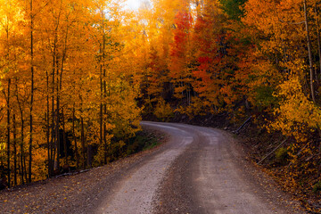 Dirt road through a forest with vibrant fall colors