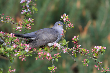 Common cuckoo. Bird on a flowering tree. Cuculus canorus.