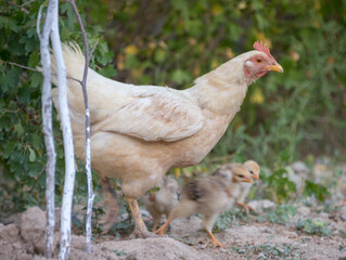 hen walks with young chicks outdoors