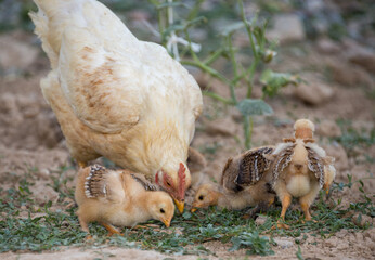 hen walks with young chicks outdoors